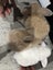 Mini lop baby bunnies Carousel 4