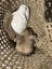 Mini lop baby bunnies Carousel 5