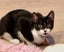 CAT RESCUE CHCH - Ready For Adoption Bramwell Carousel 2