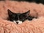 CAT RESCUE CHCH - Ready For Adoption Bramwell Carousel 4
