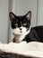 CAT RESCUE CHCH - Ready For Adoption Bramwell Carousel 3