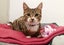 CAT RESCUE CHCH - Ready For Adoption Gabby Carousel 1
