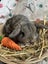 **Trained Mini Lop Bunny Rabbits & Care Package** Carousel 9