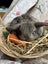**Trained Mini Lop Bunny Rabbits & Care Package** Carousel 10