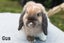 Purebred minilop kits, 3 cute boy bunnies Carousel 4