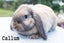 Purebred minilop kits, 3 cute boy bunnies Carousel 2