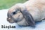Purebred minilop kits, 3 cute boy bunnies Carousel 3