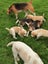 Beagle pups Carousel 1
