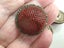 RARE Antique Victorian Chinese Cinnabar lacquer button Carousel 1