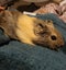 x2 young male Guinea Pigs Carousel 3