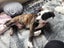 Beautiful Natured Puppy Harley Carousel 1