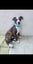 Beautiful Natured Puppy Harley Carousel 2