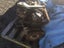 Mitsubishi 4G54 Forklift engine Carousel 3