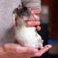 Baby Rats Carousel 6