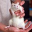 Baby Rats Carousel 7