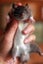 Baby Rats Carousel 3
