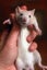 Baby Rats Carousel 4