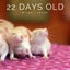 Baby Rats Carousel 14