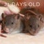 Baby Rats Carousel 15