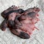 Baby Rats Carousel 16