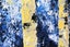 ART painting landscape Oil New canvas original birch trees 76 cm x 101 cm Carousel 7