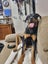 Fergus (Ellie's Canine Rescue & Rehome) Carousel 5