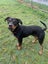Fergus (Ellie's Canine Rescue & Rehome) Carousel 2