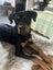 Fergus (Ellie's Canine Rescue & Rehome) Carousel 3