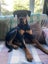 Fergus (Ellie's Canine Rescue & Rehome) Carousel 4