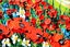 ART painting Flora & fauna Oil New canvas original mountains of poppies Carousel 13