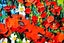 ART painting Flora & fauna Oil New canvas original mountains of poppies Carousel 15