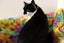 Cats Protection Canterbury - Buffy Carousel 1