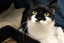 Cats Protection Canterbury - Buffy Carousel 2