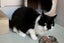 Cats Protection Canterbury - Buffy Carousel 3