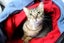 Cats Protection Canterbury - Mimi Carousel 2
