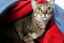 Cats Protection Canterbury - Mimi Carousel 1