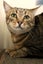 Cats Protection Canterbury - Mimi Carousel 3
