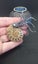 Ammonite fossil brooch Carousel 3