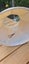 Large oval floor lampshade Carousel 3