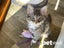 LONELY MIAOW KITTEN - OCEAN Carousel 1
