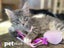 LONELY MIAOW KITTEN - FRANK Carousel 1