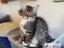 LONELY MIAOW KITTEN - BIRDY Carousel 1