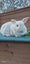 LARGE RABBIT HUTCH & 2 MINILOP RABBITS Carousel 3