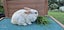 LARGE RABBIT HUTCH & 2 MINILOP RABBITS Carousel 4