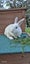 LARGE RABBIT HUTCH & 2 MINILOP RABBITS Carousel 5