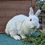LARGE RABBIT HUTCH & 2 MINILOP RABBITS Carousel 6