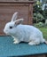 LARGE RABBIT HUTCH & 2 MINILOP RABBITS Carousel 7