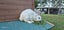 LARGE RABBIT HUTCH & 2 MINILOP RABBITS Carousel 8