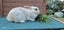 LARGE RABBIT HUTCH & 2 MINILOP RABBITS Carousel 9