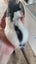 female rats 2 pairs left Carousel 4